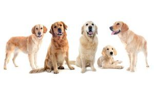 Appleton Pets section on Craigslist
