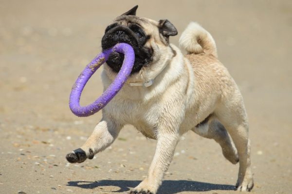 Are Pugs Smart