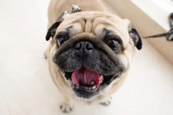Are Pugs Smart