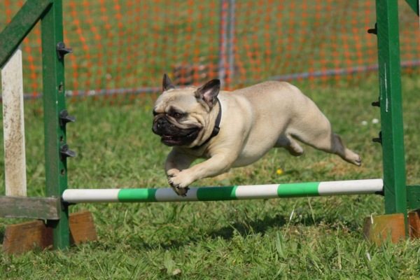 Are Pugs Smart