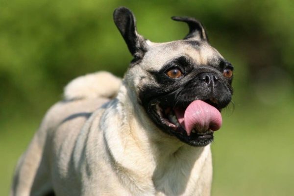 Are Pugs Smart