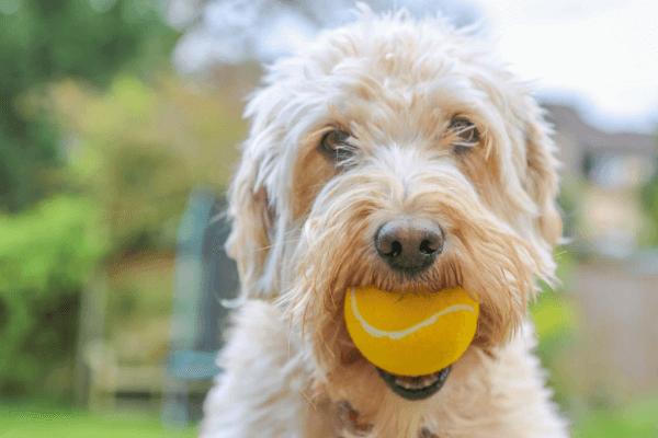 Are Tennis Balls Bad For Dogs