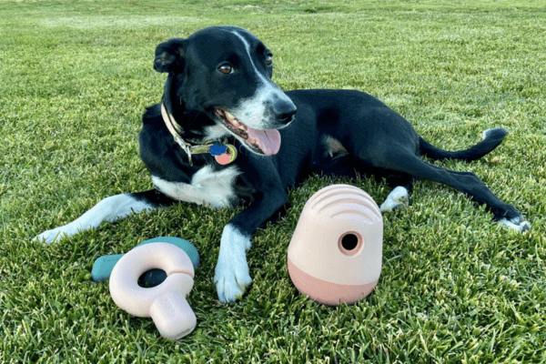 Are Tennis Balls Bad For Dogs 