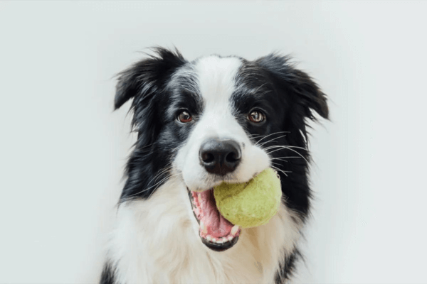 Are Tennis Balls Bad For Dogs