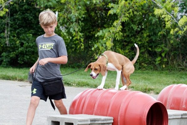 Atlanta Dog Trainer 