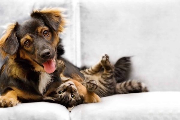 Atlanta Humane Society