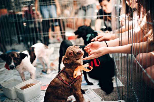 Austin dog adoption