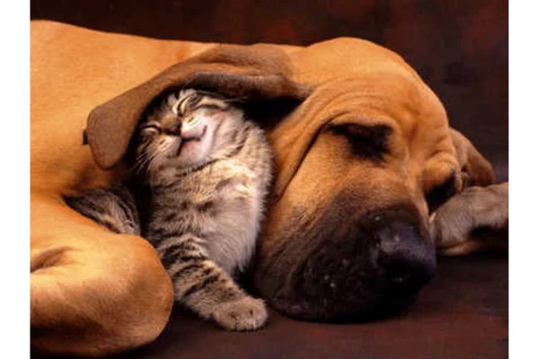 Barstow Humane Society Content Image 2