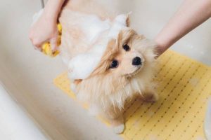 Bathing A Puppy At 5 Weeks Old
