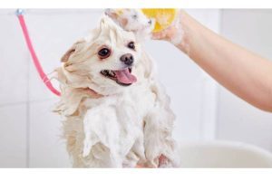 Bathing a Puppy