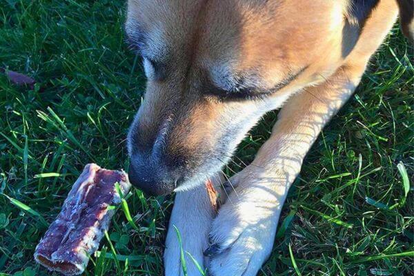 Beef Trachea for Dogs
