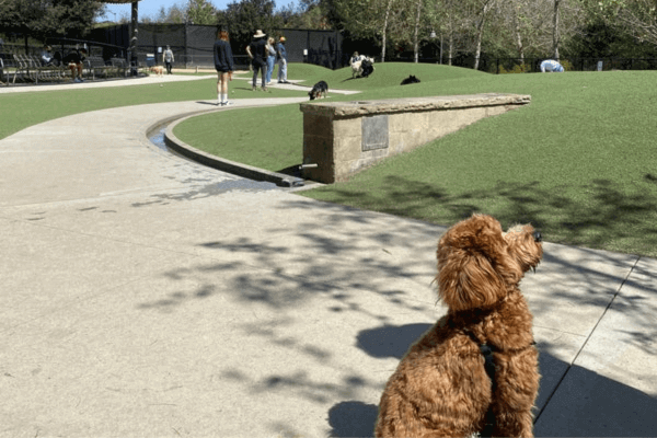 Bluff Creek Dog Park 