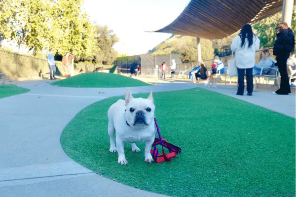 Bluff Creek Dog Park 