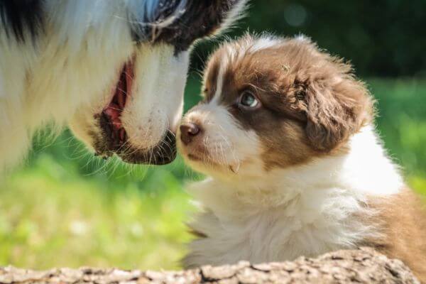 Alice's Dog Park