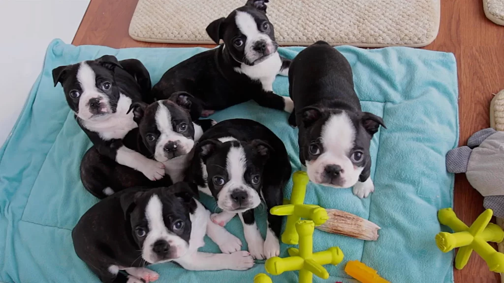 Black and White Dog Breeds