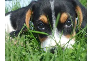 Calvert County Humane Society