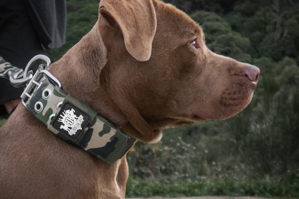 Camo Dog Collars 