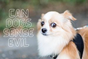 Can Dogs Sense Evil