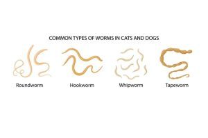 can humans get worms from dogs.