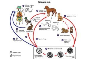 Can Humans Get Worms From Dogs