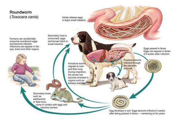 Can Humans Get Worms From Dogs