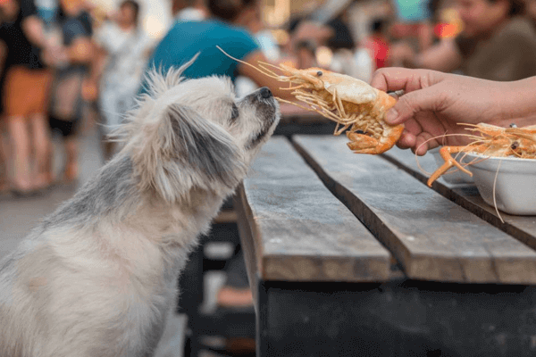 Can Dogs Eat Squid