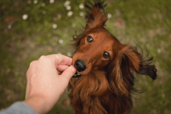 Can Dogs Eat Squid