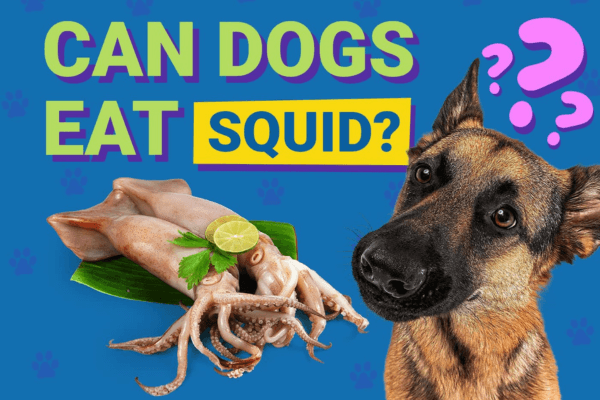 Can Dogs Eat Squid