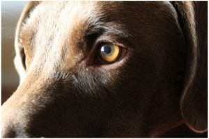 Canine Memory