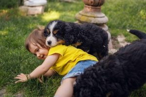 Canine Memory