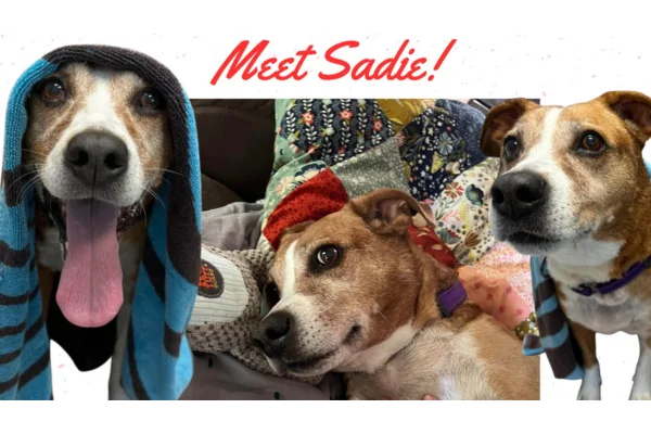 Chautauqua County Humane Society Content Image 3 (1)