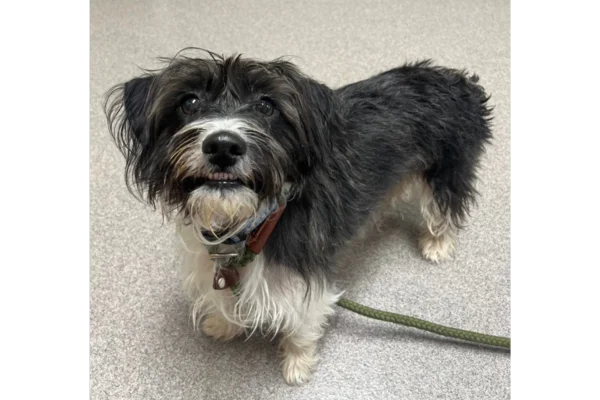 Chautauqua County Humane Society Content Image 4