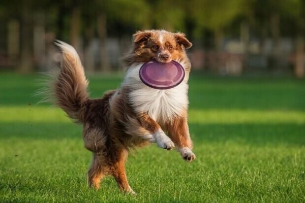 Chicken Hearts for Dogs