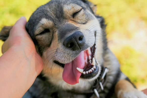 Chicken Hearts for Dogs