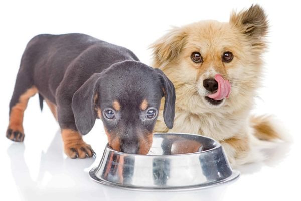 Chicken Hearts for Dogs