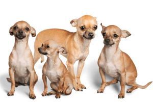 Chihuahua