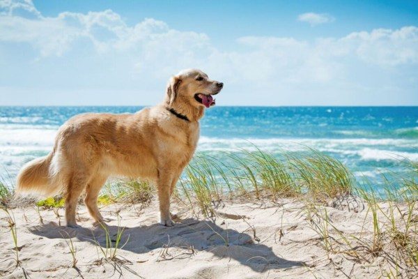 Coronado Beach & Dog Park 