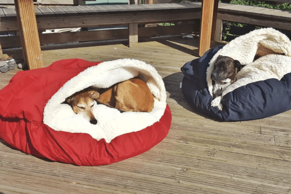 Cozy Cave Dog Bed