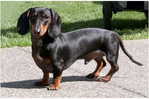 Dachshund