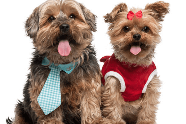 Dapper Dog