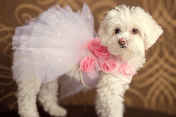 Dapper Dog 