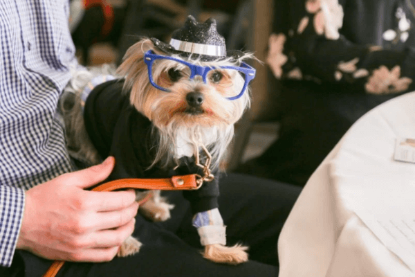 Dapper Dog 