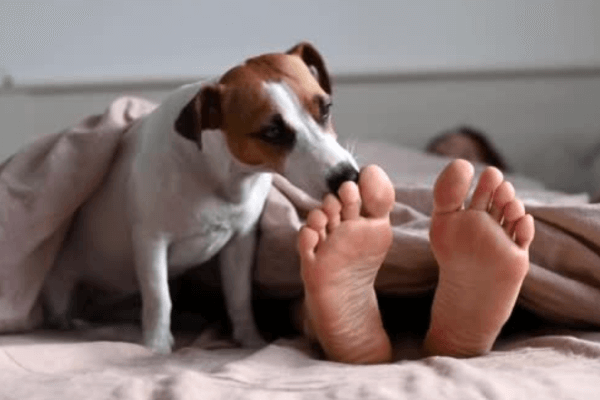 Do Dog licks heal human wounds