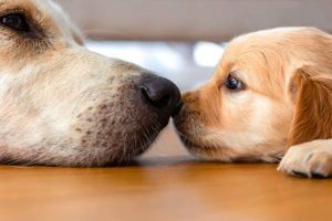 Do Dogs Remember Their Parents