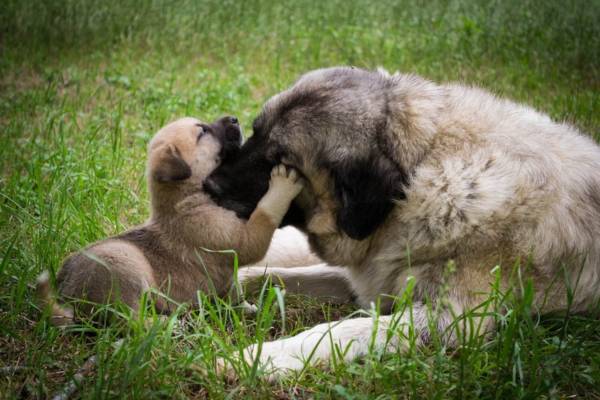 Do Dogs Remember Their Parents