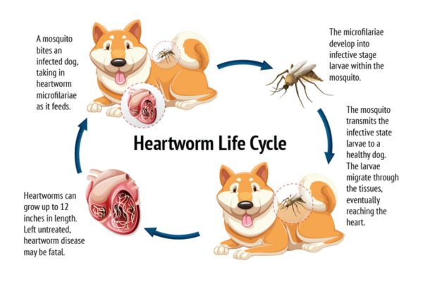 Do Mosquitoes Bite Dogs