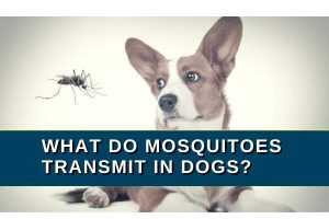 Do Mosquitoes Bite Dogs