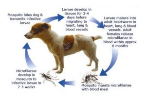 Do Mosquitoes Bite Dogs