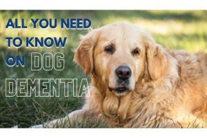 Does My Dog Have Dementia
