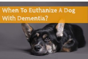 Does My Dog Have Dementia